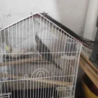 عروس هلندی مولد