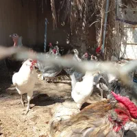 گلین ترکی در اهرم