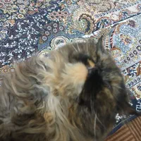 نژاد پرشین|گربه|مرند, |دیوار