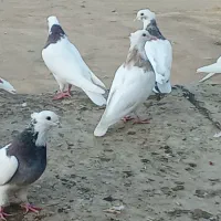 نامه بر رنگ صحرای غریب250000ت