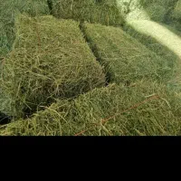 یونجه|خدمات باغبانی و درختکاری|قره چای, |دیوار