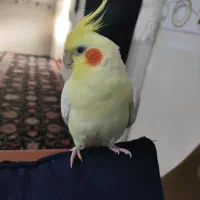 گمشده در دویره