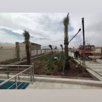 فروش انواع درخت مرکبات ودرخت خرما