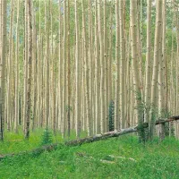 فروش ۱۴۰۰۰ متر زمین با کاربری باغی توابع صومعه سرا