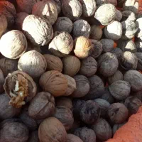 فروش گردو پوست کاغذی|خوردنی و آشامیدنی|اندیکا, |دیوار