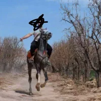 اسب عرب کرد|اسب و تجهیزات اسبسواری|مشهد, میان ولایت|دیوار