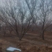 فروش-باغ-300متری-قلعه-سفید