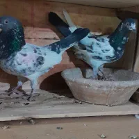 کفتر کبوتر
