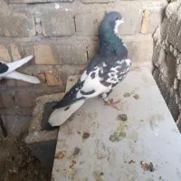 نروماده یال . یال سرخ نر . شهری