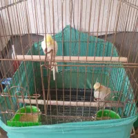 عروس هلندی مولد