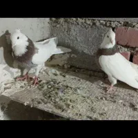 قیمت 900|پرنده|گل تپه, |دیوار