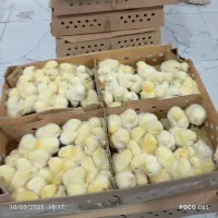 جوجه گوشتی فروش خرده و عمده