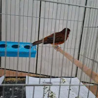 فروش قناری اورجینال .|پرنده|بندر ماهشهر, |دیوار