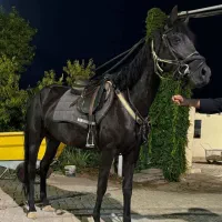 فروش اسب یکسر خارجی پرشی و درساژی|اسب و تجهیزات اسب‌سواری|تهران, جیحون|دیوار