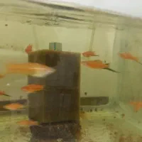 مولی و سوارتل