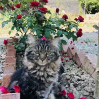 گربه گم شده|حیوانات|ارومیه, |دیوار