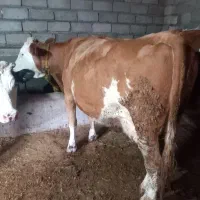 فروشی|حیوانات مزرعه|بکتاش, |دیوار