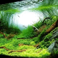 سرویس و نظافت آکواریوم