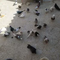 کبوتر|پرنده|قم, جمکران|دیوار
