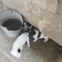 سگ دوگو