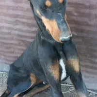 دوبر من فروشی