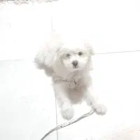 سگ دوماهش هست همه واکسن هاش هم‌زده