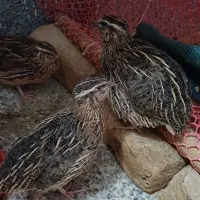 بلدرچین نر گوشتی 45 روزه