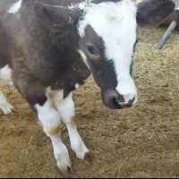 گاوو۲تاگوسالهسیمینتال|حیوانات مزرعه|فیروزآباد (فارس), |دیوار