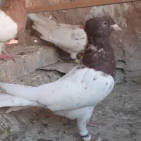 کله سرخ و کله زرد|پرنده|مشهد, چهاربرج|دیوار