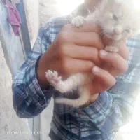 گربه|گربه|صابری, |دیوار