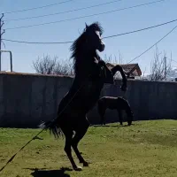 اسبنریانکرد