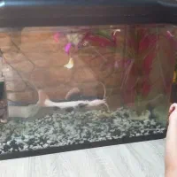 ماهی با اکواریوم ولوازم کامل