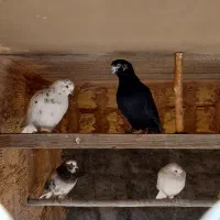 کبوتر پرش سنگین ترونی و کاشونی