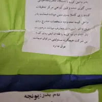 بذر یونجه مائوپا