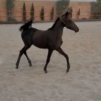 کره ماده شجره دار قیمت مناسب