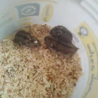 همستر کمپل|موش و خرگوش|هشتگرد, شهرک راه آهن|دیوار