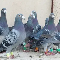 2 دسته کفتر