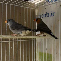 فنچ کرواتی ، زبرا اورنج ، بنگالی|پرنده|مشهد, سرافرازان|دیوار