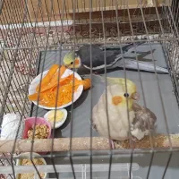 عروس هلندی نر و ماده