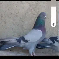 کفترهای پرشی و بازیدار|پرنده|اسکو, |دیوار