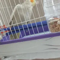 عروس هلندی|پرنده|تهران, شارق|دیوار