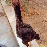 جوجه لاری