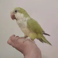 طوطی راهب سخنگو