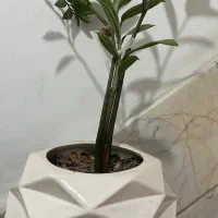 گل های آپارتمانی