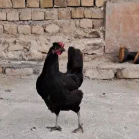 ۳ عدد مرغ فروش