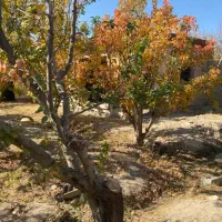 430-متر-باغ-ویلا-اب-برق-گاز-کاسبی-نیمه-کاره-در-بکه