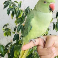 طوطی ملنگو سخنگو و رام|پرنده|قشم, |دیوار