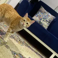 فروش گربه نر|گربه|آمل, |دیوار