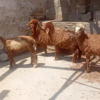 میش بره