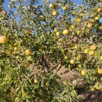 7000مترباغ معاوضه باملک درتبریز|فروش دفتر صنعتی، کشاورزی، تجاری|صوفیان, |دیوار